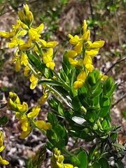 Genista germanica