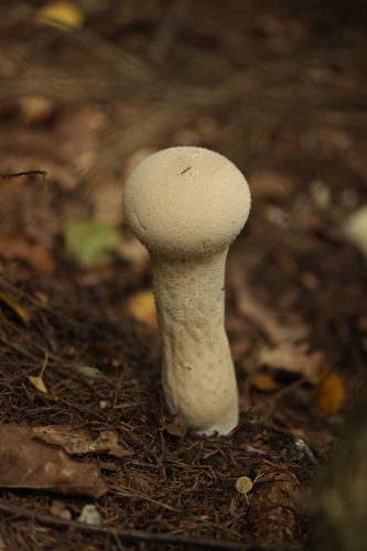 Pestle Puffball