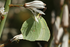 Gonepteryx rhamni