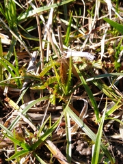 Carex praecox