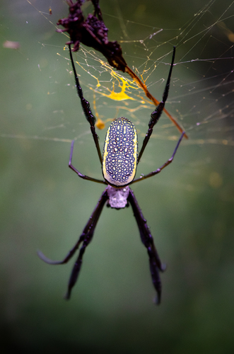 Golden Silk Spider, photo 4 of 8