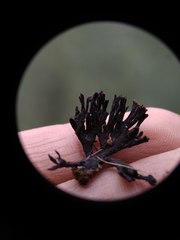 Thelephora multipartita