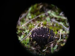 Thelephora multipartita