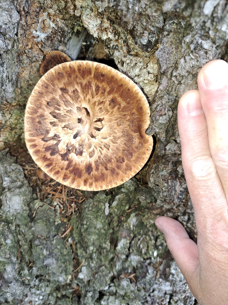 Dryad's Saddle · May 2026 · photo: Photo: (c) catty greentree, some rights reserved (CC BY) · iNaturalist