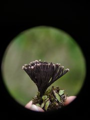 Thelephora multipartita