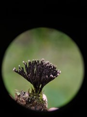 Thelephora multipartita