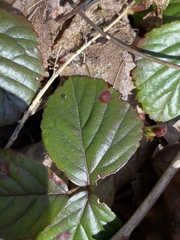 Phragmidium violaceum