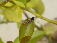 Ischiodon