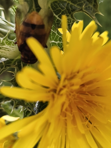 Hornet Mimic Hover Fly