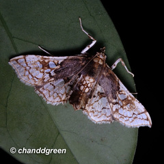 Omphisa anastomosalis