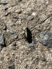 Poecilus cupreus
