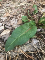 Rumex obtusifolius obtusifolius