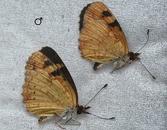 Phyciodes batesii maconensis