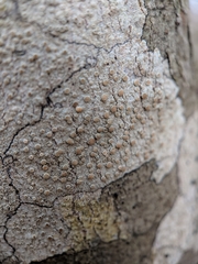 Lecanora subpallens