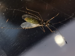 Gampsocoris punctipes punctipes
