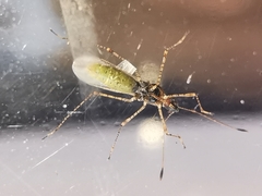 Gampsocoris punctipes punctipes
