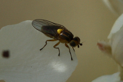 Chlorops