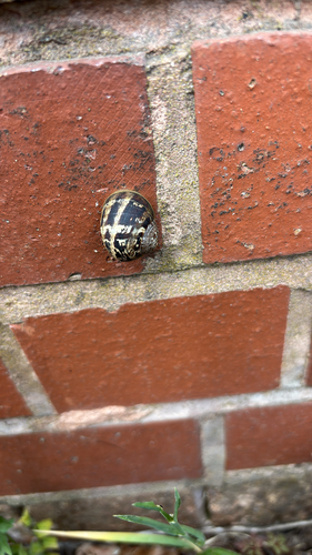 Cornu aspersum