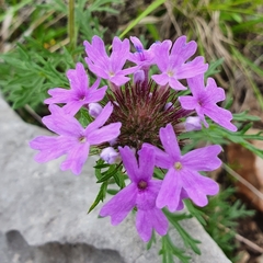 Glandularia aristigera