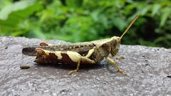 Xenocatantops humilis