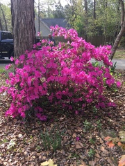 Rhododendron simsii
