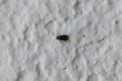 Hyalochilus ovatulus