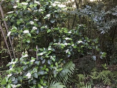 Viburnum japonicum