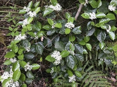 Viburnum japonicum