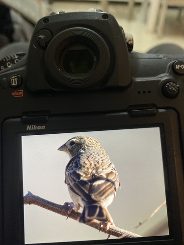 Lark-like Bunting