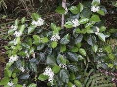Viburnum japonicum