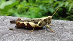 Xenocatantops humilis