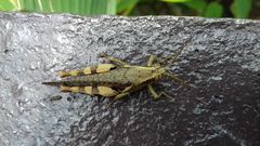 Xenocatantops humilis