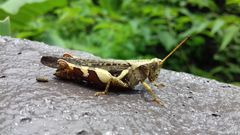 Xenocatantops humilis