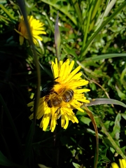 Apis mellifera