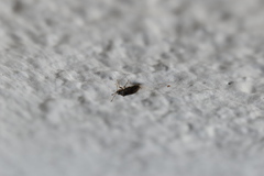 Hyalochilus ovatulus