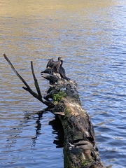 Phalacrocorax carbo