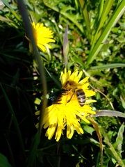 Apis mellifera