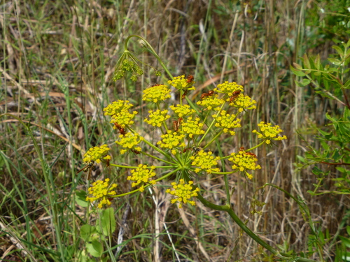 Kundmannia sicula, photograph 1
