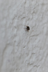 Hyalochilus ovatulus