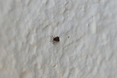 Hyalochilus ovatulus