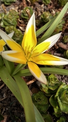 Tulipa urumiensis
