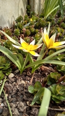 Tulipa urumiensis