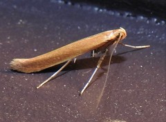 Caloptilia invariabilis