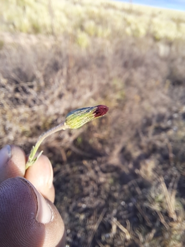 Noticastrum diffusum, photograph 1