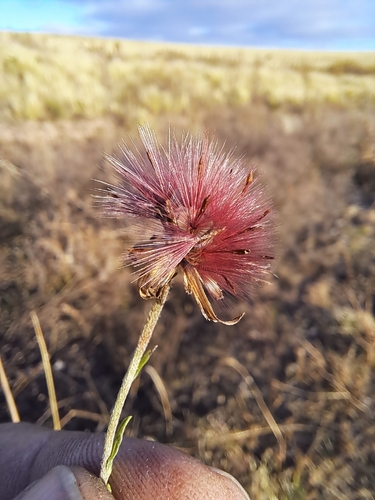 Noticastrum diffusum, photograph 2