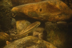 Nocomis leptocephalus