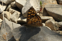 Pararge aegeria aegeria