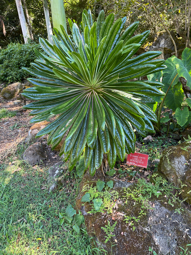 Lobelia boninensis iNat (3)