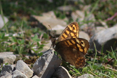 Pararge aegeria aegeria