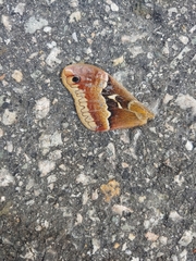 Callosamia angulifera